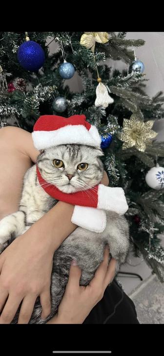 Отдам кота в добрые руки