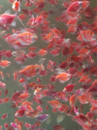 Продаются аквариумные рыбки тернеции