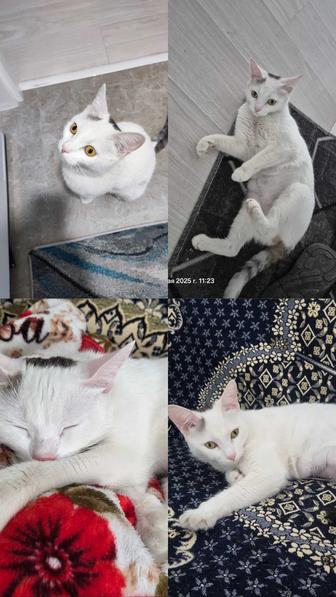 Кошечка в добрые руки