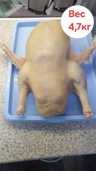 Мясо гусей домашних