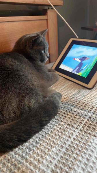 Отдам за хорошую руки. Кошка милая Машуля серая-британская.