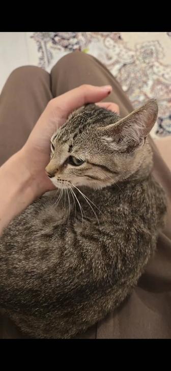 Отдам котят