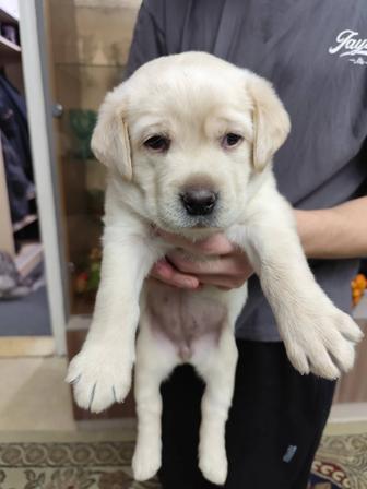 Лабрадор-ретривер