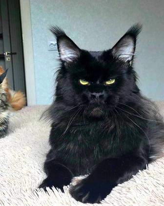 МейнКУН котёнок