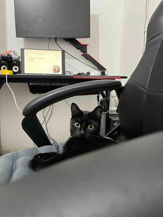 Отдадим кошечку в заботливые руки