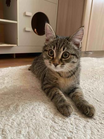 Котенок