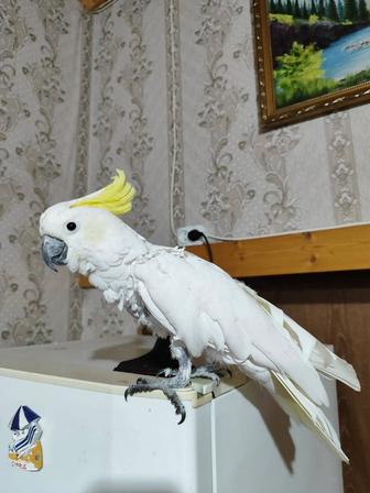 Продам попугая, желтохохлого какаду.