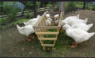 Продам гусей живьем или тушками.