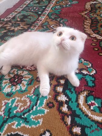 Британка вислоухая белая