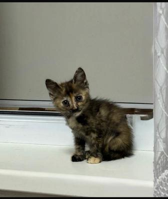 Отдам прекрасную, умную девочку, необычного окраса. В добрые РУКИ