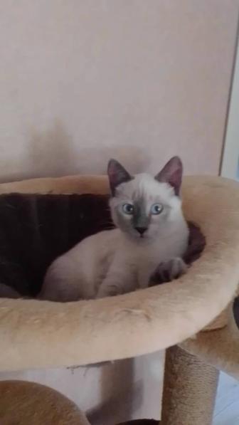 Отдпм Сиамский котик