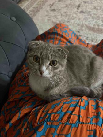Шотландский вислоухий пародистый котик