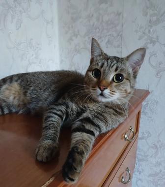 Василиса ищет добрые и ответственные руки