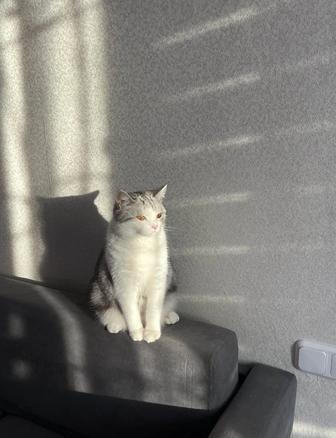 Отдам кота в хорошие руки