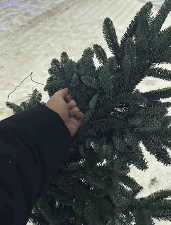 Нобилис-нордман ветки