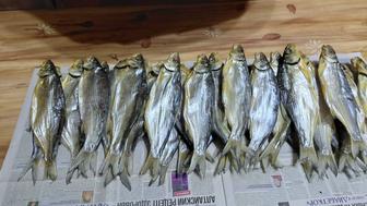 Продаю вяленую рыбу рыбец судак 2026 года.