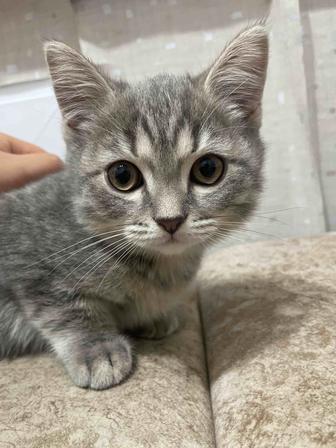 Отдам котенка в хорошие руки