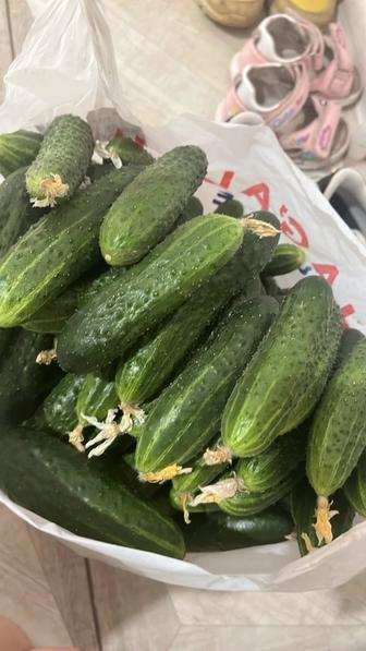 Продам домашние огурцы