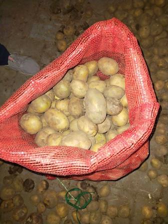 Продам картофель