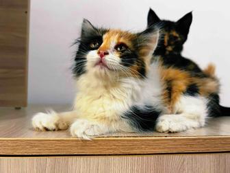 Котенок в ответственные руки