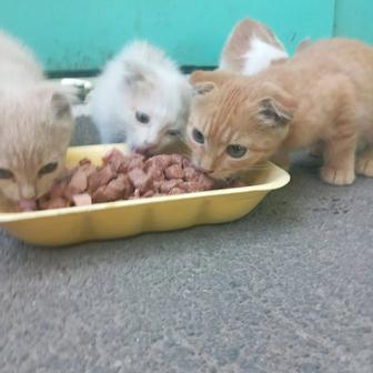 Отдаются котята в хорошие руки