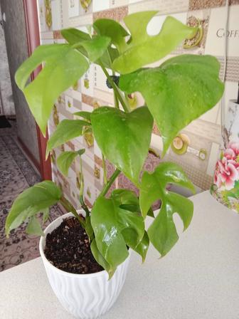 Монстера минима