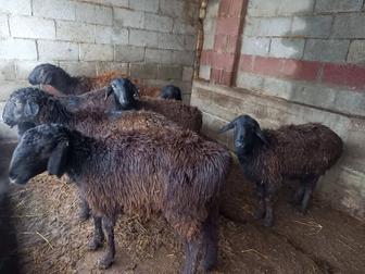 Қой сатылады