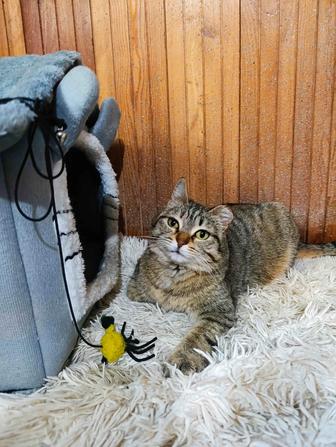 Отдам кошку
