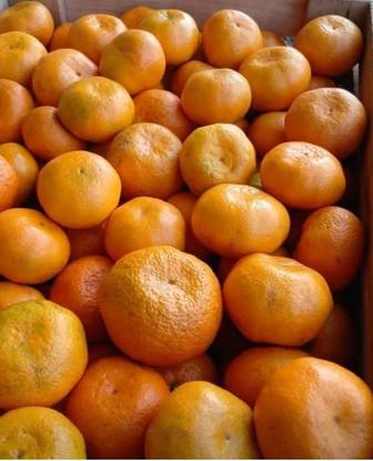 Продам мандарины оптом 20 тонн