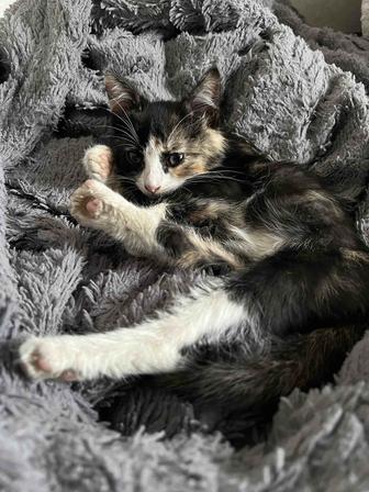 Отдам котенка 3 месяца