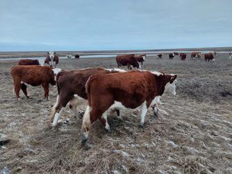 Продам телочки два года