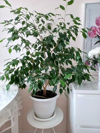 Комнатные растения