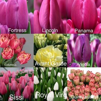 Тюльпаны по предзаказу оптом,розницу