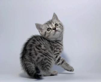 Продам шотландский мальчик