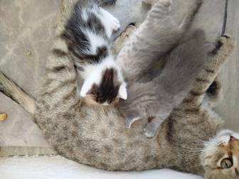 Котята