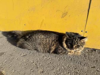Найден кот