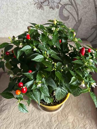 Комнатный горький перец