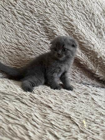 Продам Котенка скоттиш флод