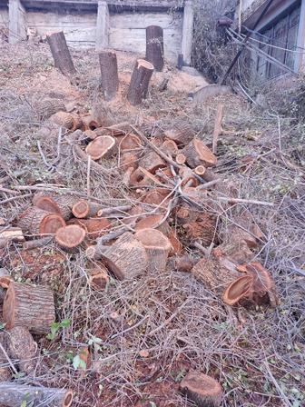 Дрова карагача бесплатно