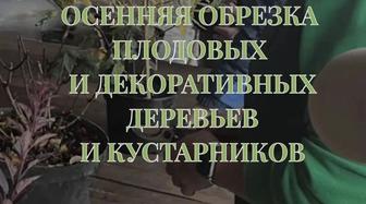 Осенняя обрезка деревьев