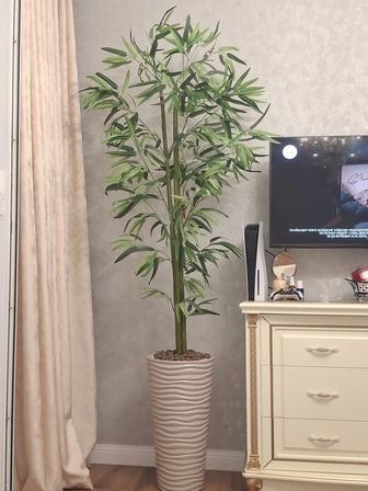 Бамбук декоративный для дома и офиса