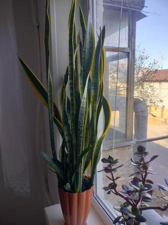 Щучий хвост для дома или офиса