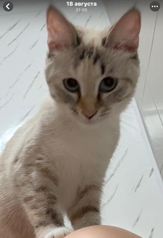 Отдам кошку