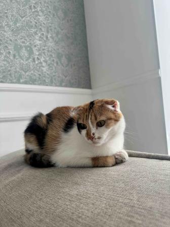 Отдам кошку в хорошие руки