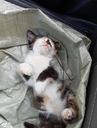 Сладкая котенок девочка