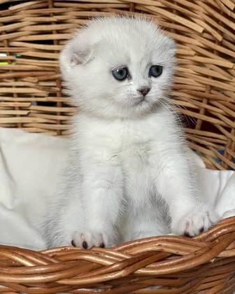 Шотландские шиншилы серебро котята
