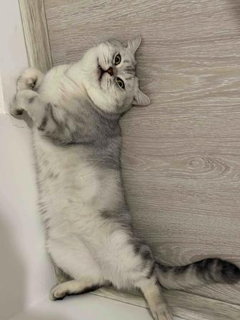 Кошка