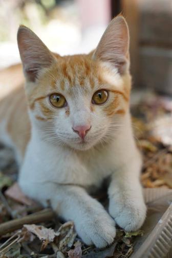 Котенок 5 мес
