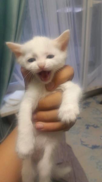 Отдам котят
