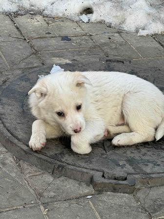 Отдам щенят в добрые руки